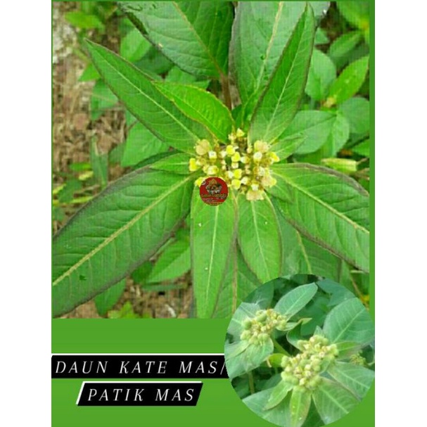 

250 Gram Daun Katemas segar , Katemas , patik mas, suduk mentul segar ( herbal pencuci perut ) herbal, tanaman herbal , pohon herbal , daun herbal , untuk diet , daun kasroli, cahar pencuci perut , sena , diet , jati belanda , daun sena , katemas