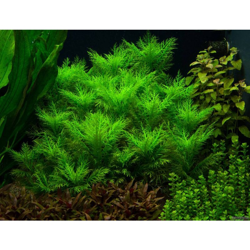 Hygrophila Balsamica ( Tanaman Aquascape Tumbuhan Air Hiasan Aquarium Hidup )