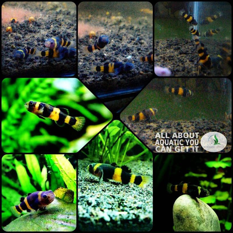 ikan bumble bee goby untuk aquarium dan aquascape