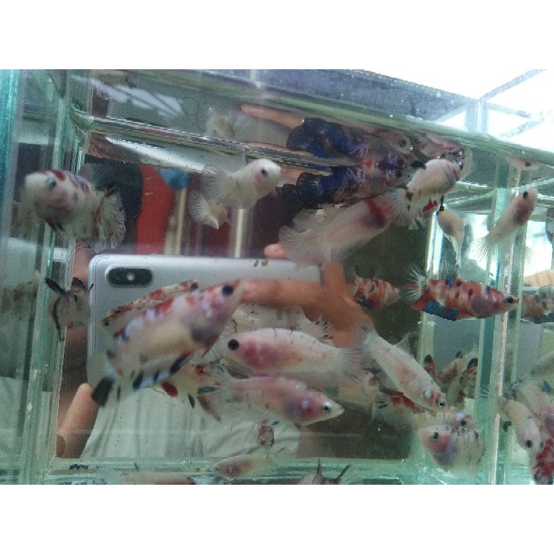 Ikan cupang Red Koi Galaxy (Bahan)