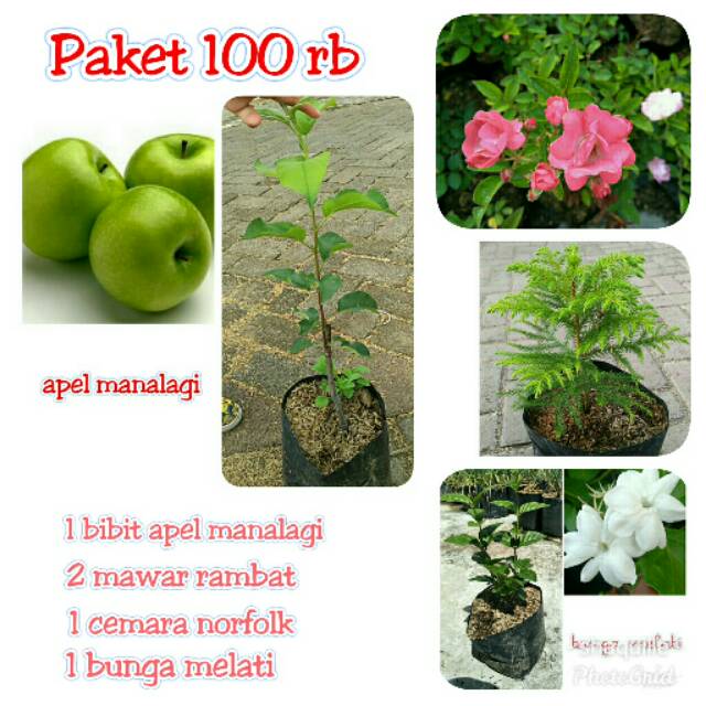 Paket tanaman bibit apel, cemara norfolk, melati, mawar rambat