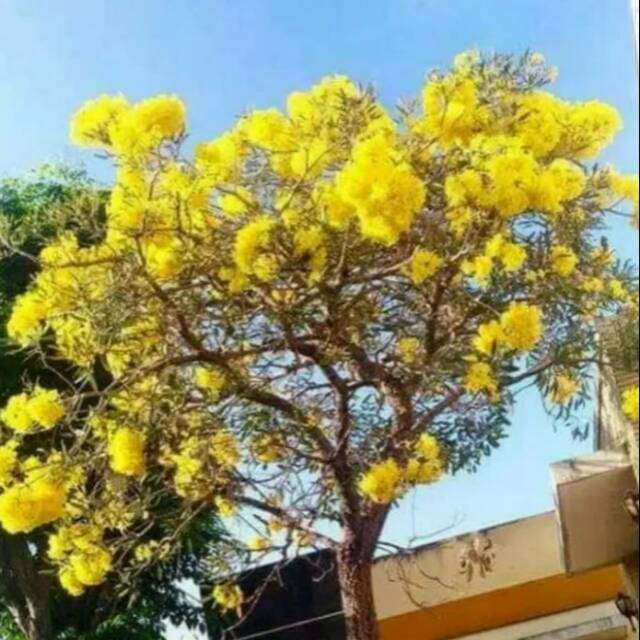 

Bibit Bunga Sakura tabebuya Warna kuning Terfavorit- ACTIV WISATA AGROTANI