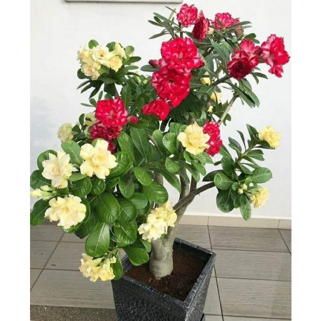 1 pohon 2 jenis bunga adenium kamboja jepang