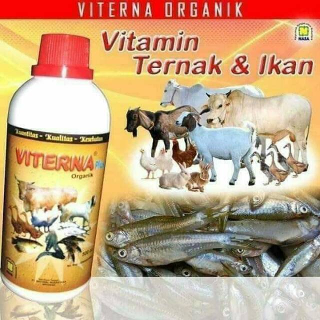 Vitamin ternak viterna|vitamin untuk sapi|vitamin untuk kambing|vitamin untuk ikan|vitamin untuk bab