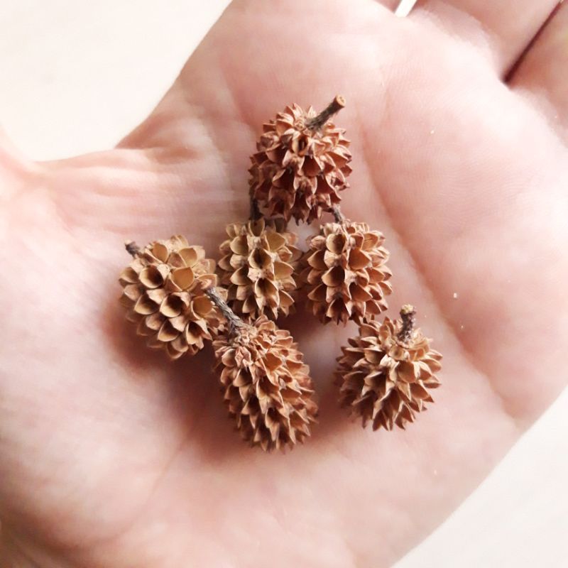 biji pinus / durian mini untuk kerajinan mahar 5pcs