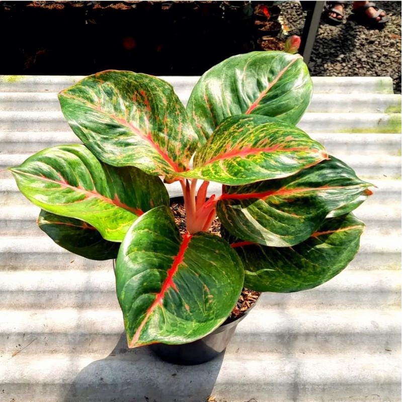 Aglonema Bigroy Mutasi Hijau / Aglonema Lulaywan Bigroy Hijau / Big roy