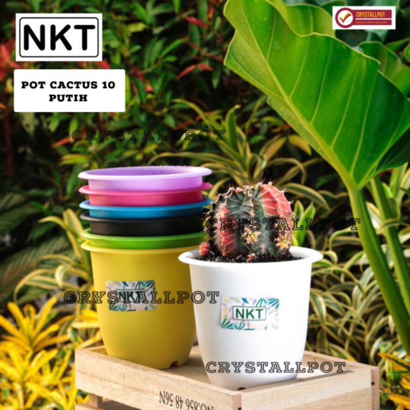 Pot bunga warna warni nkt CACTUS 10cm - nkt cactus 10