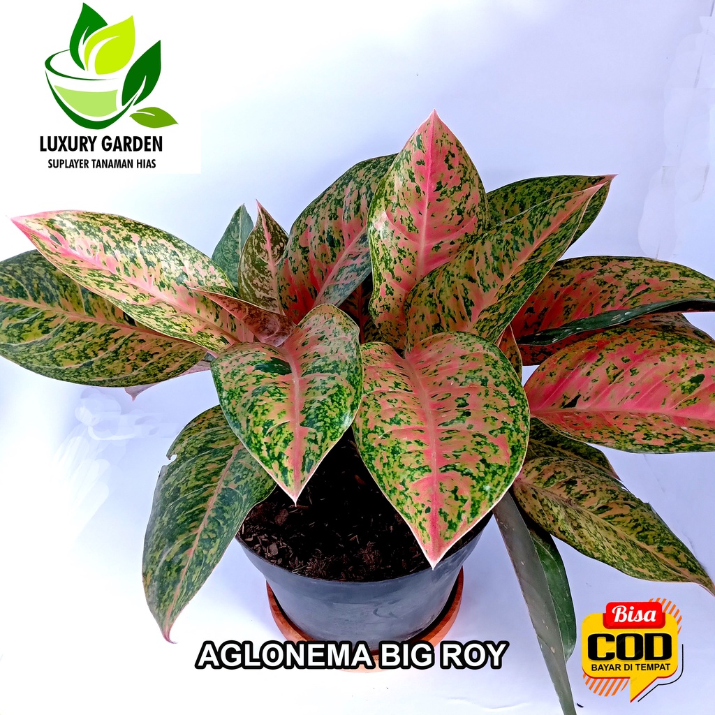 Tanaman Hias Bunga Aglonema Aglaonema Aglo Bigroy Big Roy Lulaiwan Dewasa Remaja Anakan Merah Pink F