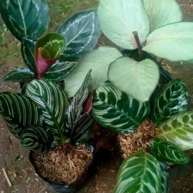 Paket tanaman calathea - kalatea