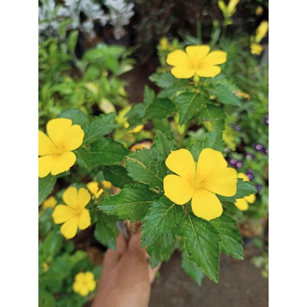 tanaman bunga Yolanda kuning