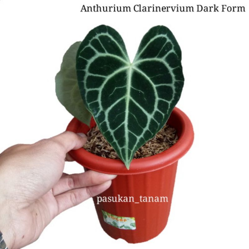 tanaman hias anthurium clarinervium dark form / kuping gajah tarantula