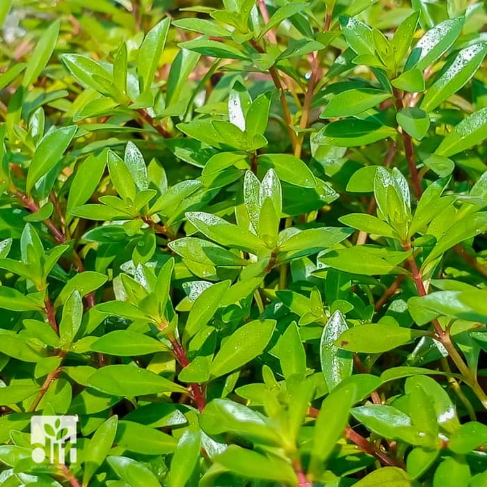 Ludwigia Brevipes - Tanaman Aquascape