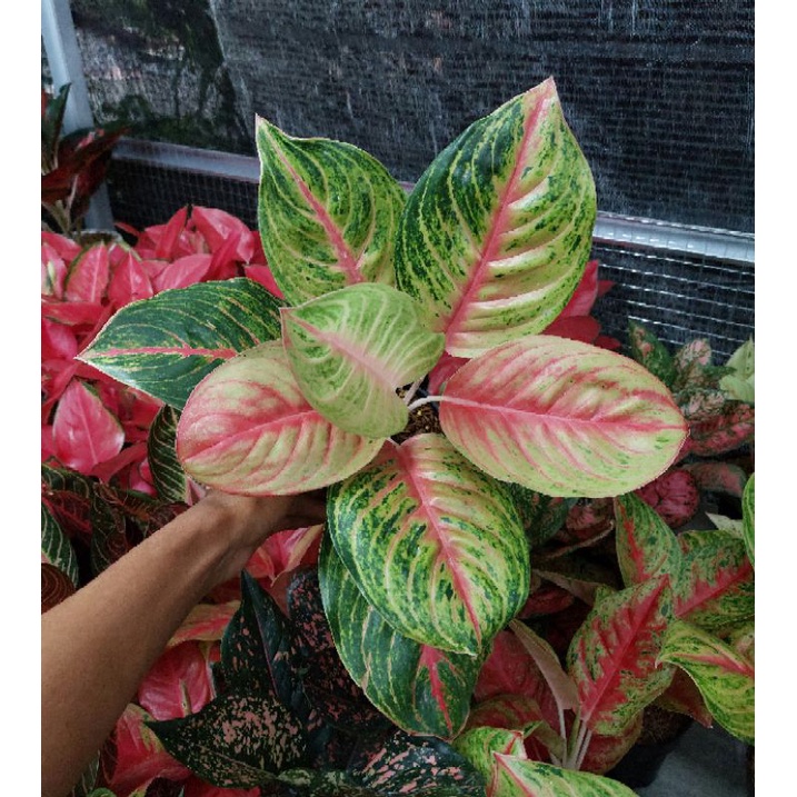 aglonema andini dewasa daun 7-8+++ / Aglonema murah / Aglonema cantik