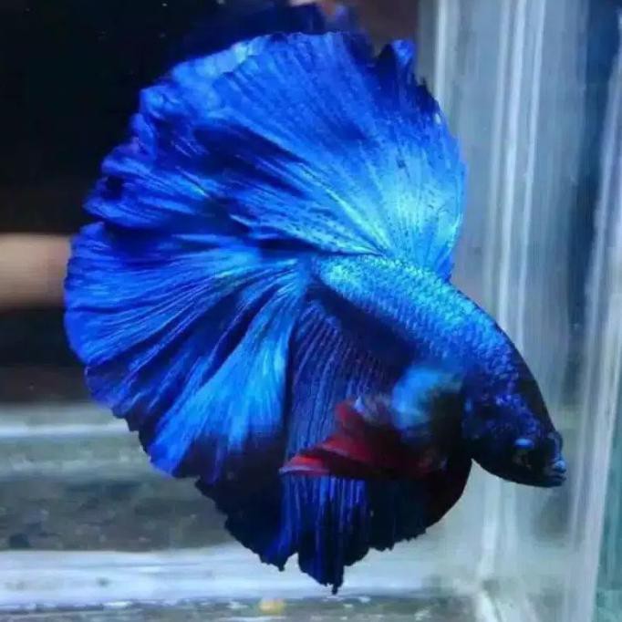 Promo Ikan Cupang Hias Halfmoon Cupang Size M Keren