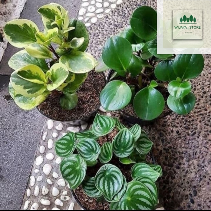 Paket 3 tanaman hias peperomia water melon variegata dan hijau