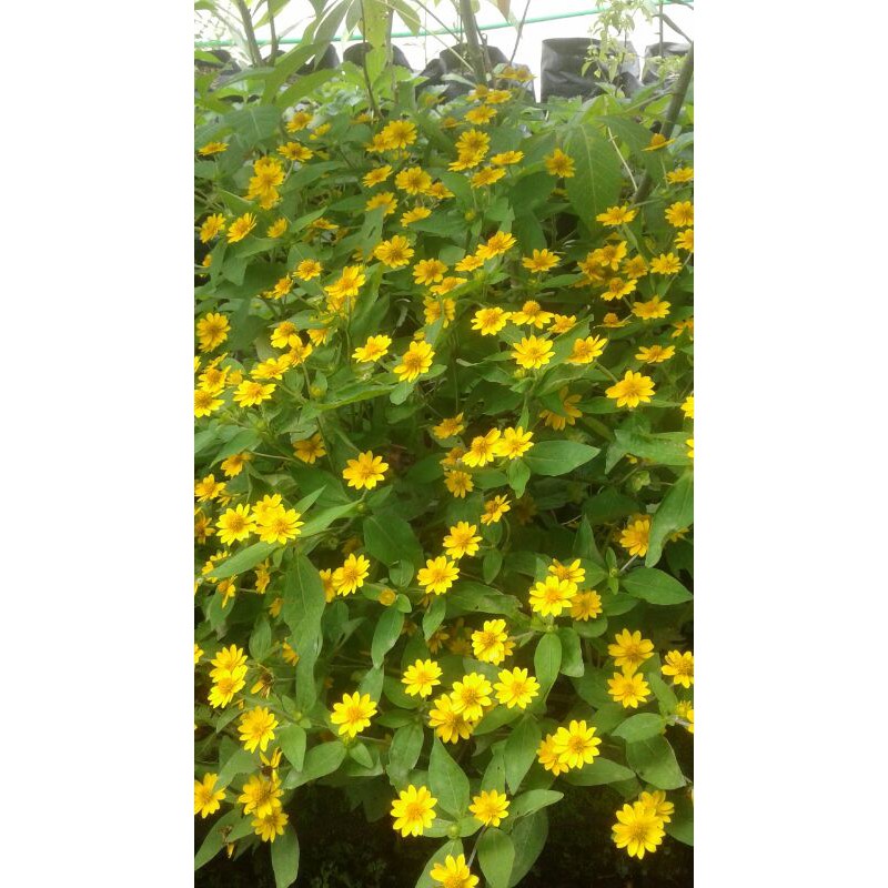 50 biji bunga matahari mini/bunga kollget/bunga seribu bintang