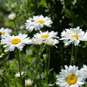 Tanaman Bunga Hidup Aster putih/peacock/pikok-