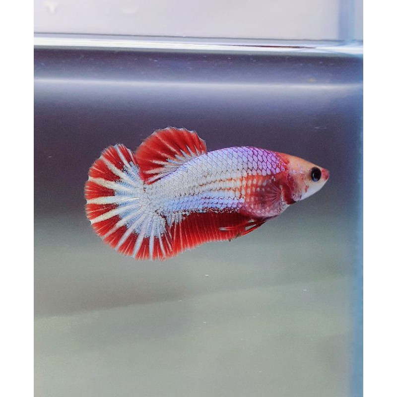 FCCP READHEAD STARTAIL