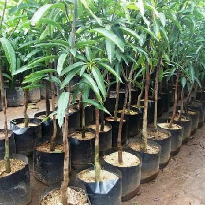 merah Bibit Mangga Indramayu Tanaman Buah Mangga Indramayu Bibit Mangga