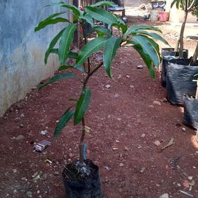 NEW BIBIT BUAH OKULASI TANAMAN MANGGA LALIJIWO 61 TERLARISTINGGI 100CM UP H