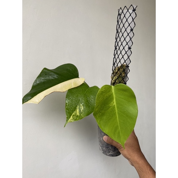 monstera marmorata ekonomis 3 daun
