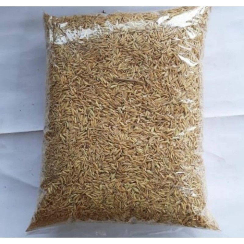 sekam mentah fermentasi // media aglonema //