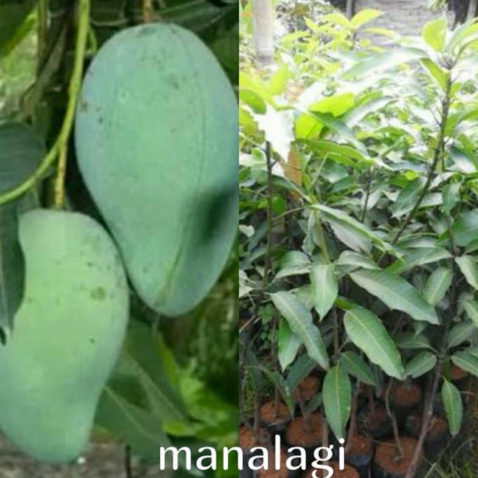 b@4ru Bibit mangga Manalagi h3o