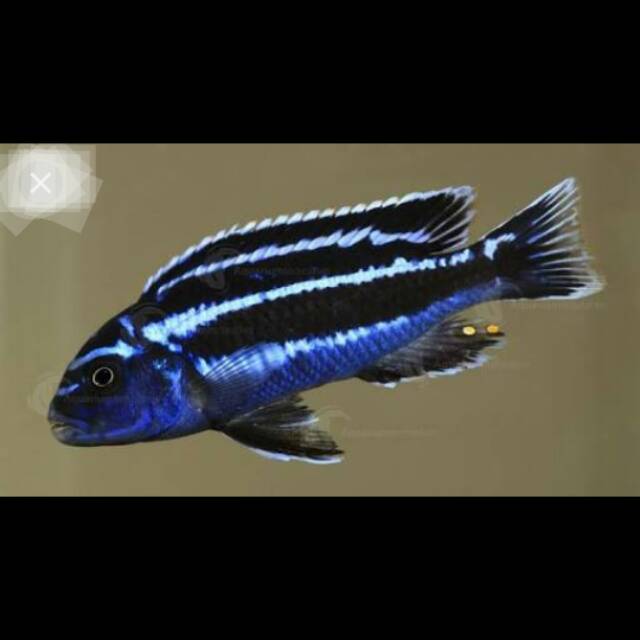 Pseudotropheus Maingano Mbuna Cyaneorhabdos Cichlid Lake Malawi Likoma