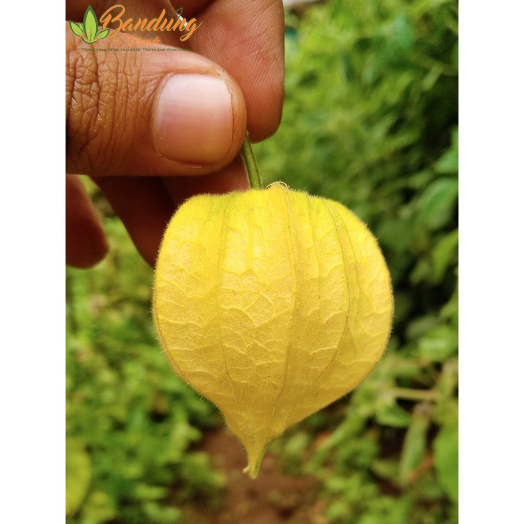 

Buah Ciplukan/ buah cecenet Satuan 1 pcs buah cecenet fresh panen dadakan