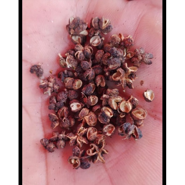 

Andaliman kering pure kelopak