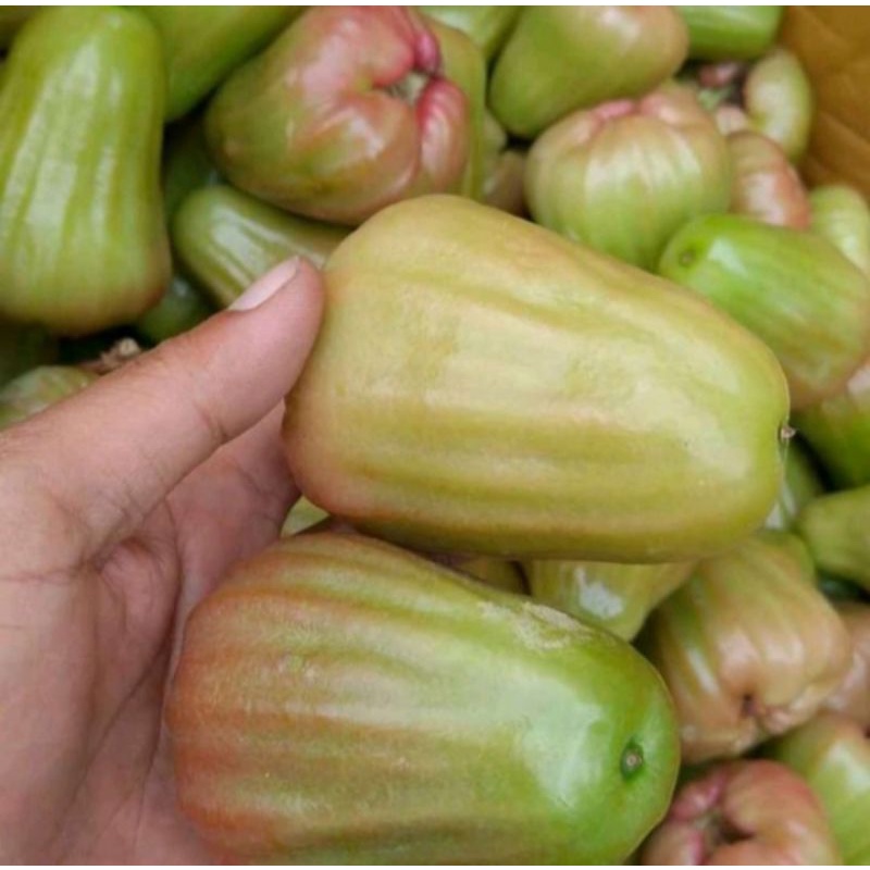 

Jambu Cincalo Hijau Fresh 1Kg