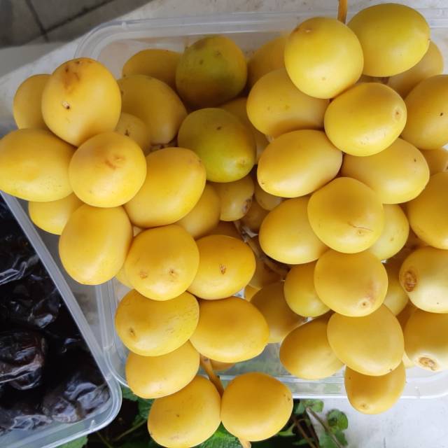 

Kurma muda ruthob