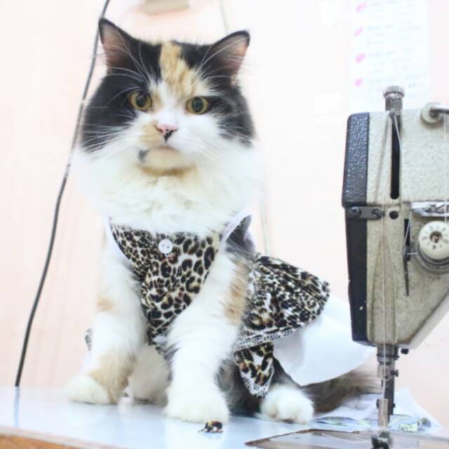 Dress macan untuk kucing &amp; anjing /Jual Baju Kucing Terlengkap &amp; Berkualitas size S-XL