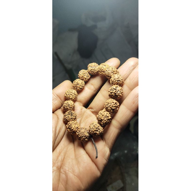 rudraksha jenitri original