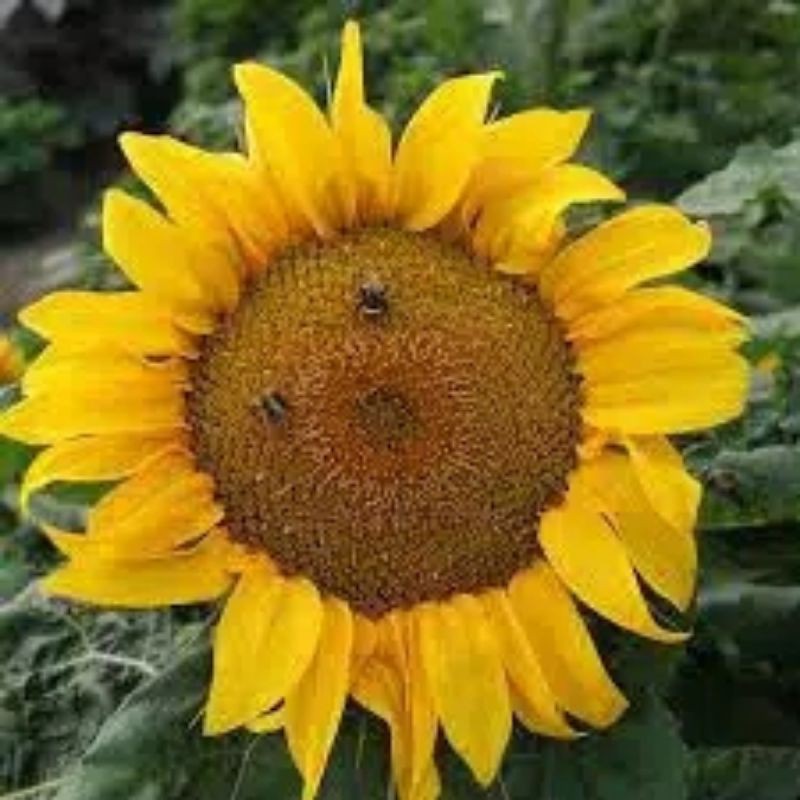 BENIH / BIJI / BIBIT / SEED BUNGA MATAHARI SUNFLOWER HOPI  BERKUALITAS