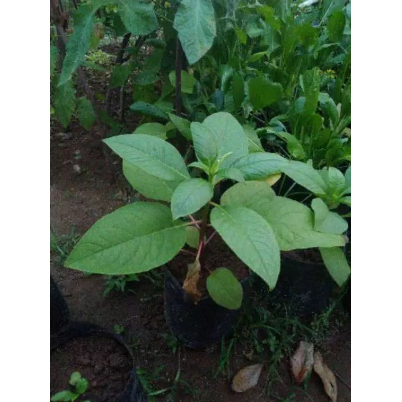 Bibit Ginseng Merah Korea