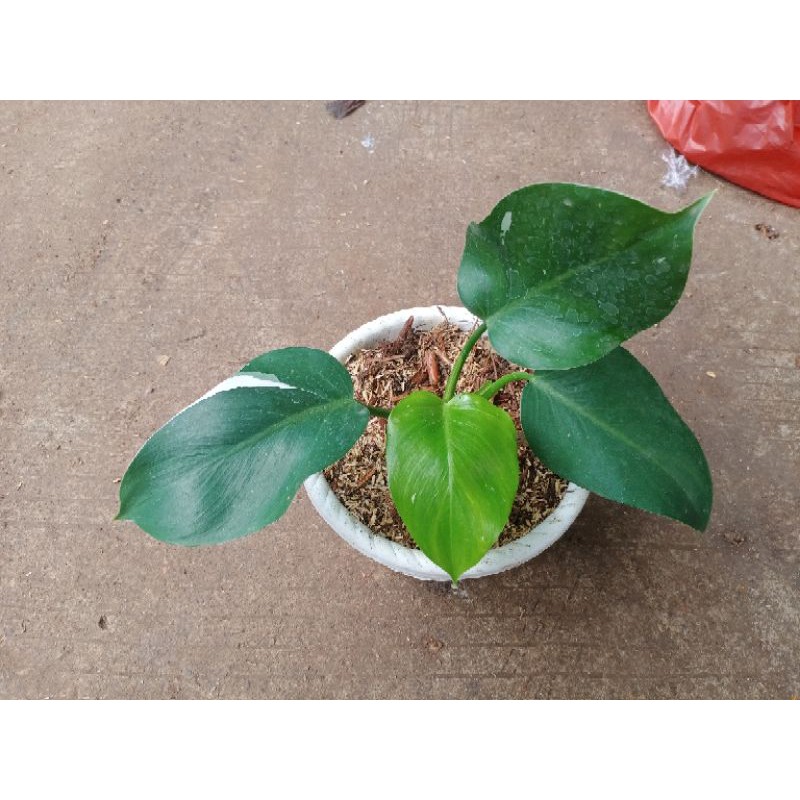 Tanaman hias philodendron white wizard / philodendron white wizard