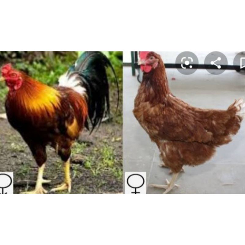 

Telur ayam joper