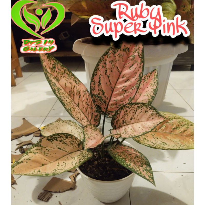 Aglonema Ruby Super Pink