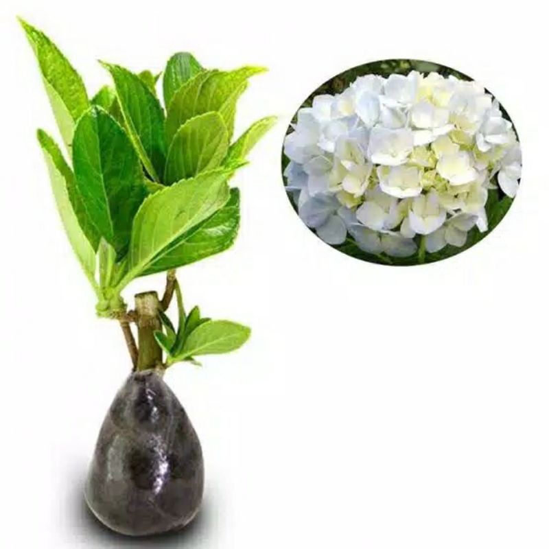 bibit tanaman hortensia remaja /hidrangea pancawarna-Putih