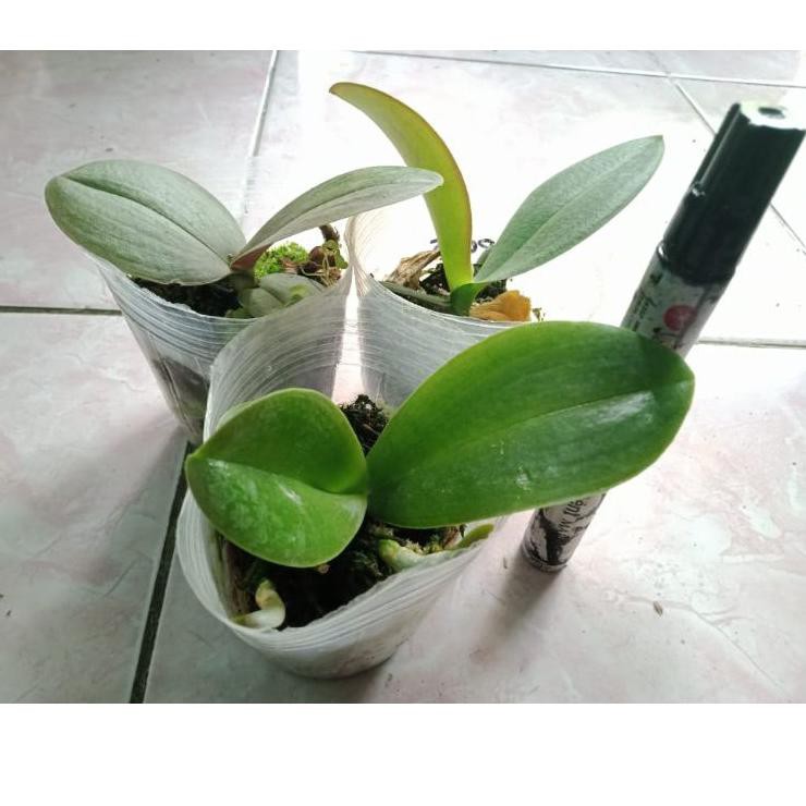 Ready Stok anggrek remaja bulan hitam hybrid