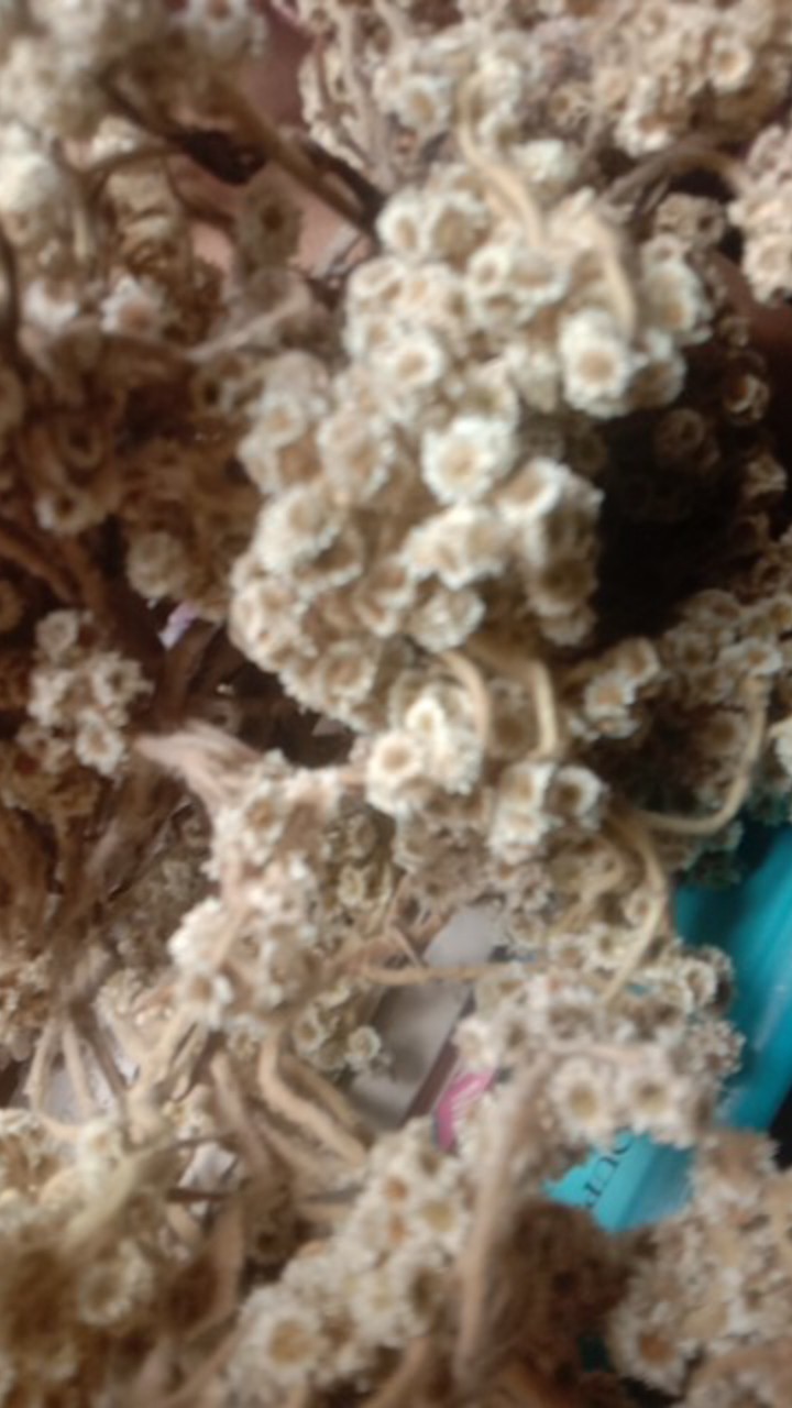 Payung Standard Panjang Luar Dalam Hitam