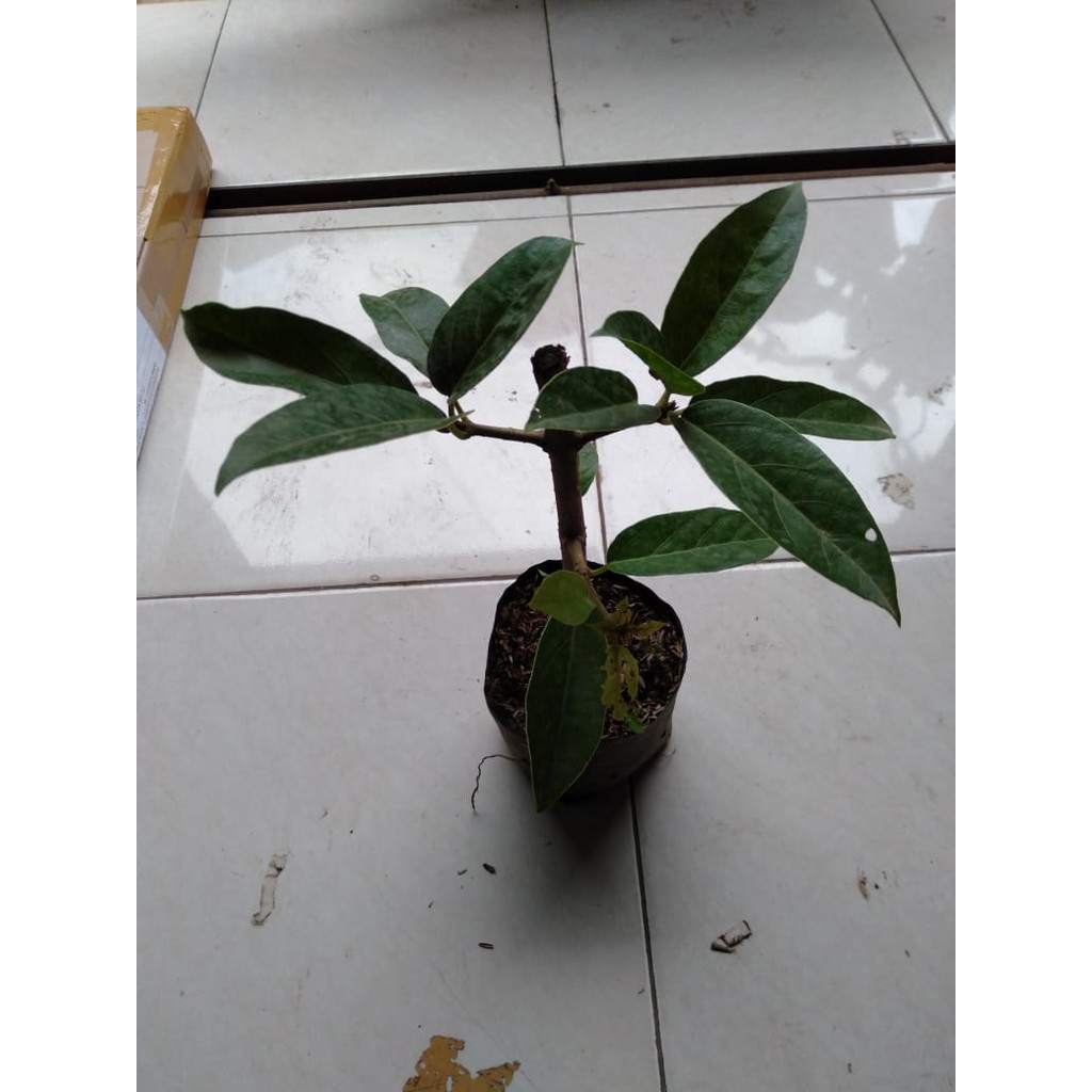 Bibit Tanaman Cincau Hijau - pohon cincau