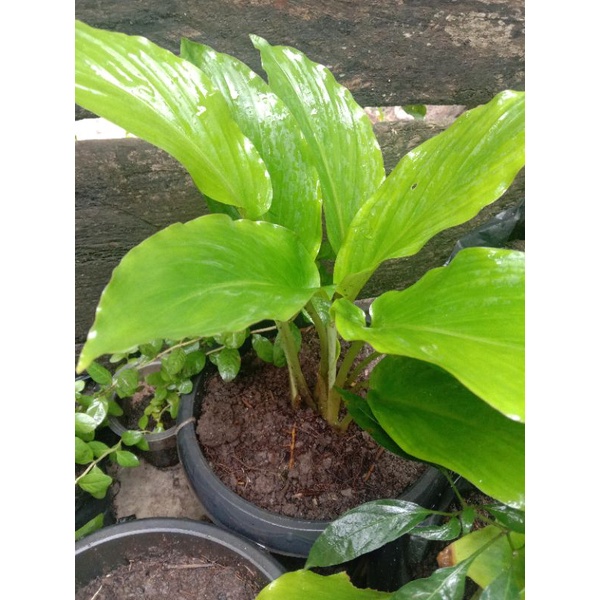 kunyit hitam asli calon indukan dewasa