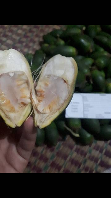 Buah pinang muda 1 kg gratis daun sirih 50 grm