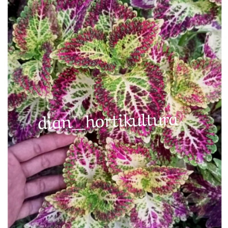 Bunga Miana Tanaman Hias Murah Miana Langka Bunga Miana