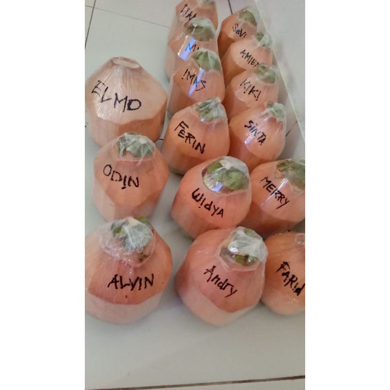 

kelapa hijau dikirim h+1