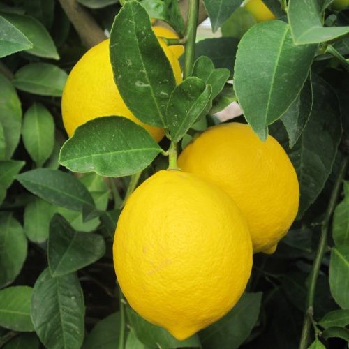 BIBIT POHON BUAH LEMON EURIKA JUMBO / BIBIT BUAH BUAHAN LANGKA