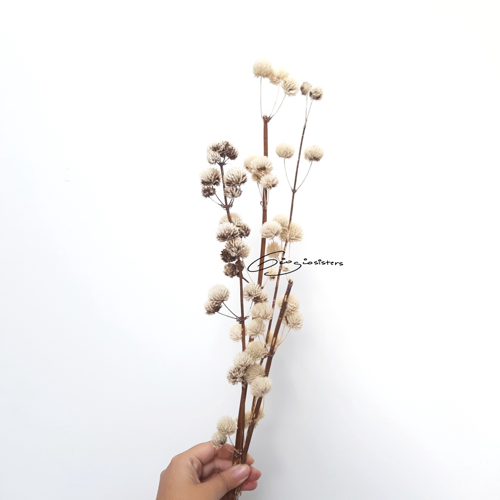 Bunga Pompom Kering PUTIH | Pom pom kering | Dried Mortel | Dried Pompom Mortel Kering