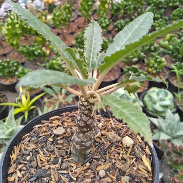 dorstenia